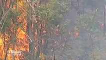 En Australie, les incendies ravagent toujours la région de Sydney