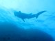 Whale Shark Diving Phuket Thailand