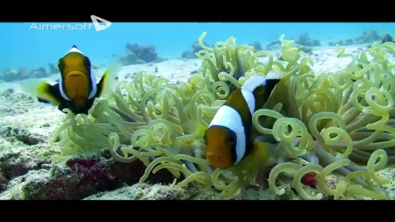 Learn to scuba dive.