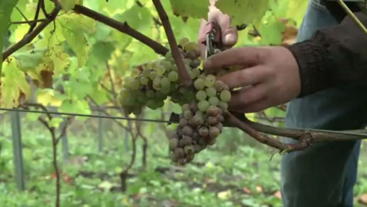 Pas-de-Calais: vendanges dans le bassin minier