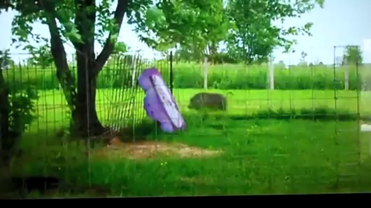 un autiste et son cochon chinois