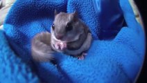 Ecureuil Volant • Flying Squirrel