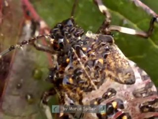Halyomorpha halys - nymphs and adults