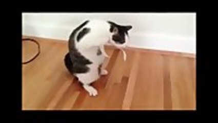 Cats Getting Pranked