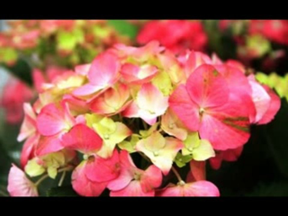 1 SAMUEL  CAP 28 - A BIBLIA NA LINGUAGEM DE HOJE