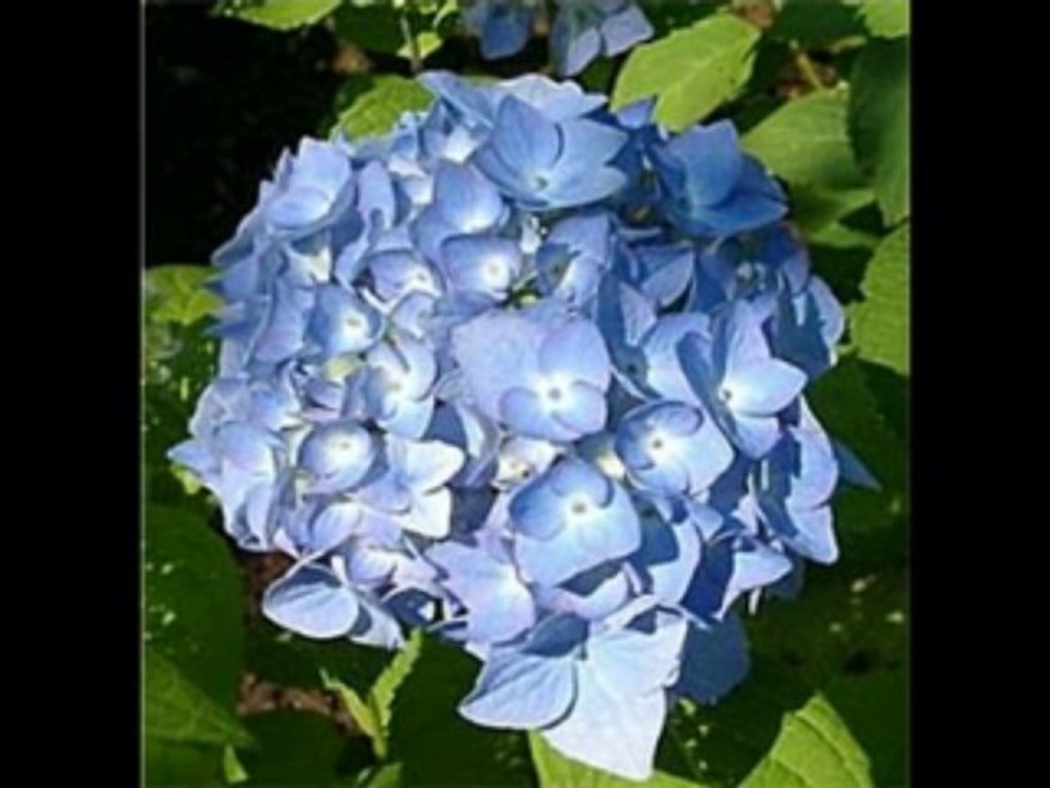 1 SAMUEL  CAP 30 - A BIBLIA NA LINGUAGEM DE HOJE