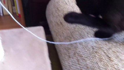 Adorable Twin Kitties 2