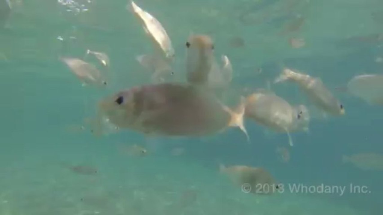 Fish in Curacao
