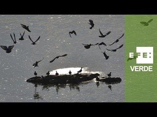 - El azud de Badajoz ha generado un ecosistema único en Red Natura 2000 para varias especies