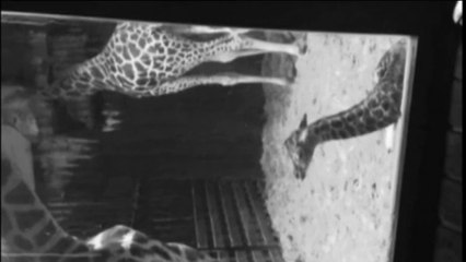 Un jirafito nace en el zoo de Madrid