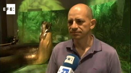 Titanoboa, la serpiente prehistórica más grande del mundo (monster snake)