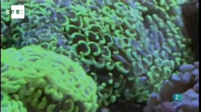 Especies invasoras, los alien de la naturaleza. EFEverde y RTVE en La Aventura del Saber