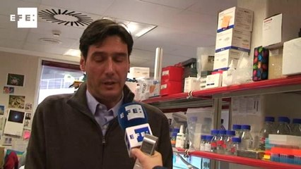 Un gen anticáncer combate la obesidad