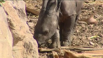 Primer rinoceronte indio nacido en cautividad en España