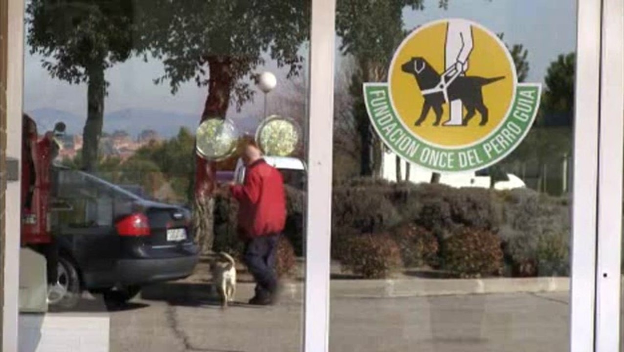 Perros guía... los mejores ojos