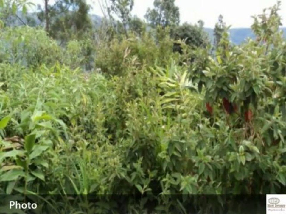 Terrain à vendre, La Plaine Des Palmistes (974), 165850€