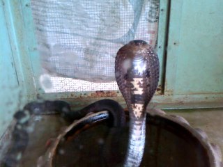 2013/06/17  lo zio del mondo pattaya thailandia cobra 2 la vendetta