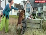 Farann, le chien qui nettoie les plages bretonnes