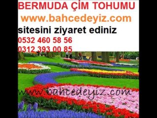 BERMUDA ÇİM TOHUMU,bermuda-çim-tohumu,bermuda çim tohumu,bermuda çimi