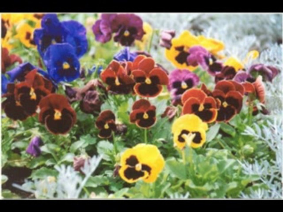 2 SAMUEL  CAP 21 - A BIBLIA NA LINGUAGEM DE HOJE