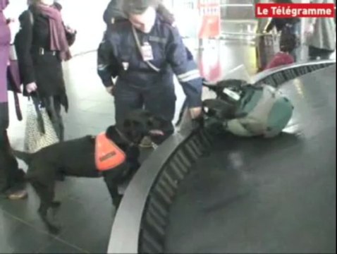 Stupéfiants. Azur, chien de recherche à l'aéroport