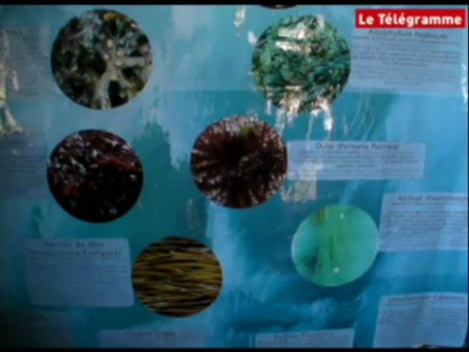 Pléguien. Mangez des algues !