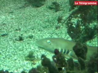 Vannes. Des bébés requins en nombre... à l'aquarium