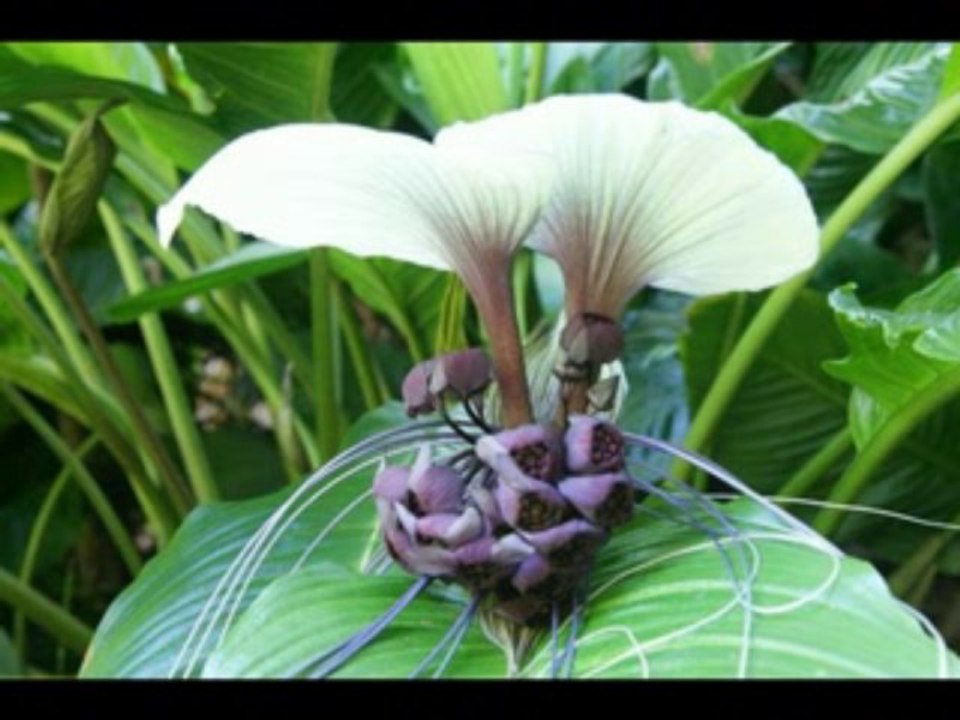 2 SAMUEL  CAP 14 - A BIBLIA NA LINGUAGEM DE HOJE