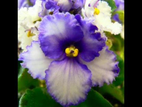 2 SAMUEL CAP 15 - A BIBLIA NA LINGUAGEM DE HOJE