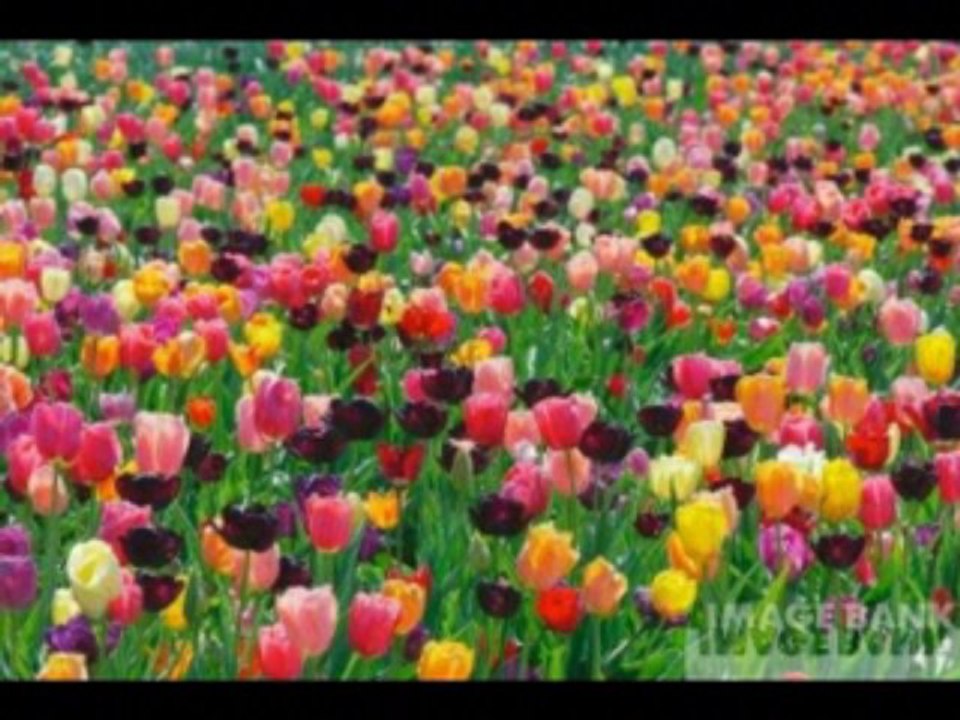 2 SAMUEL CAP 16 - A BIBLIA NA LINGUAGEM DE HOJE