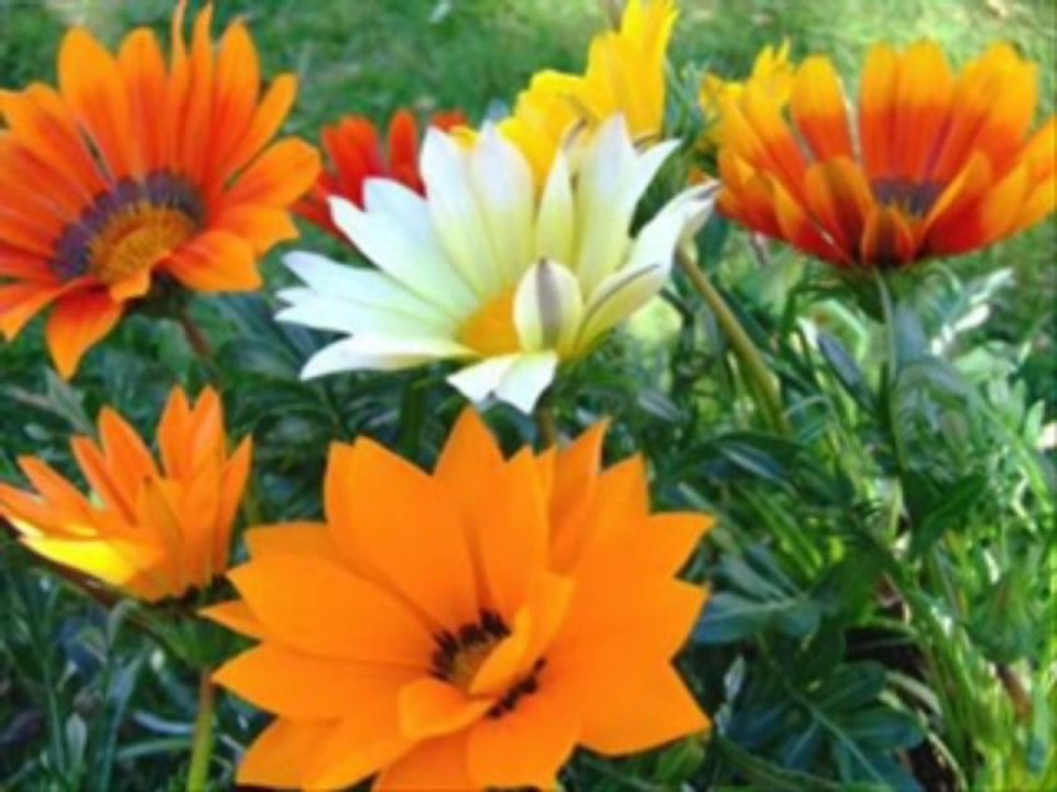 2 SAMUEL  CAP 23 - A BIBLIA NA LINGUAGEM DE HOJE