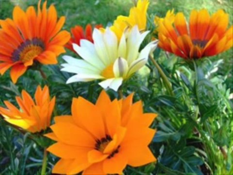 2 SAMUEL CAP 23 - A BIBLIA NA LINGUAGEM DE HOJE