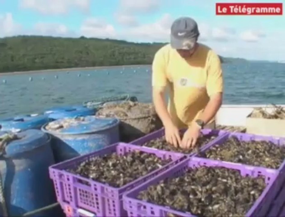 Brest. Des moules en pleine mer plutôt qu'au pieu