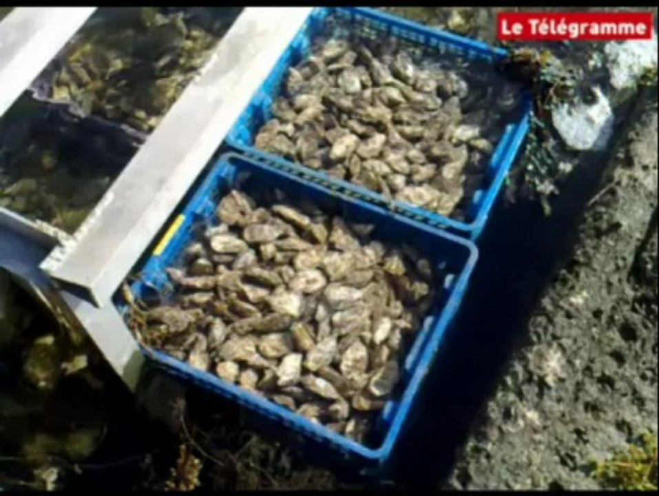 Ostréiculture. Petite visite au chantier des Bougio