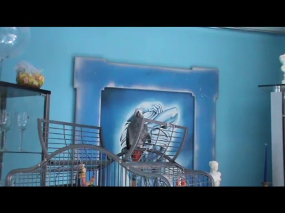 sprechender Papagei Kongo Graupapagei Rudi Hammelburg 20.10.2013