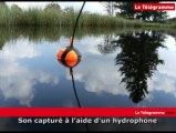Insolite - Stridulations de punaises aquatiques