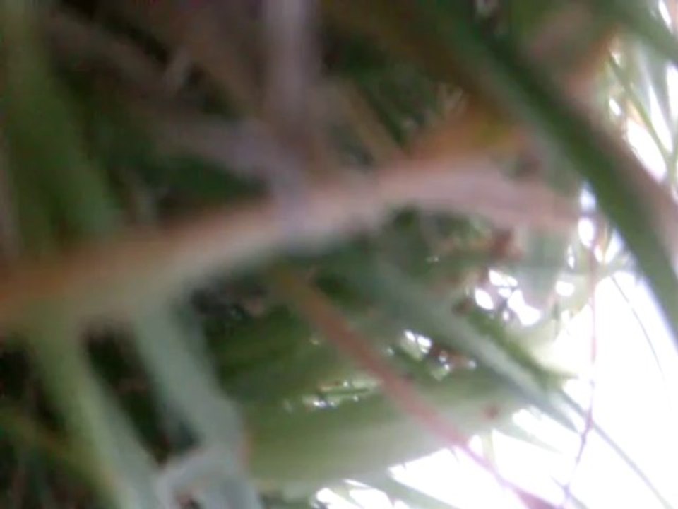 PARACHUTISME - COUPE DE LA LIGUE NORD PAS DE CALAIS 21 ET 22 SEPTEMBRE 2013 (2)