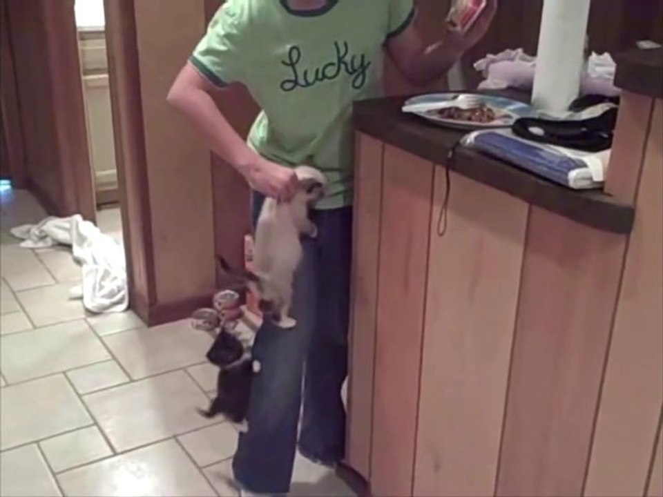 Des bébé chat affamé grimpe sur les jambes en mode Alpiniste!