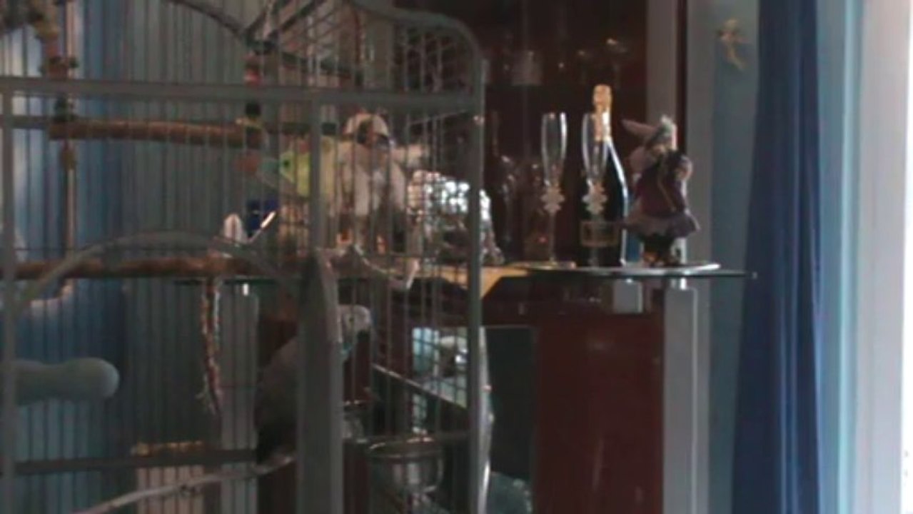 sprechender Papagei Kongo Graupapagei Rudi Hammelburg 20.10.2013