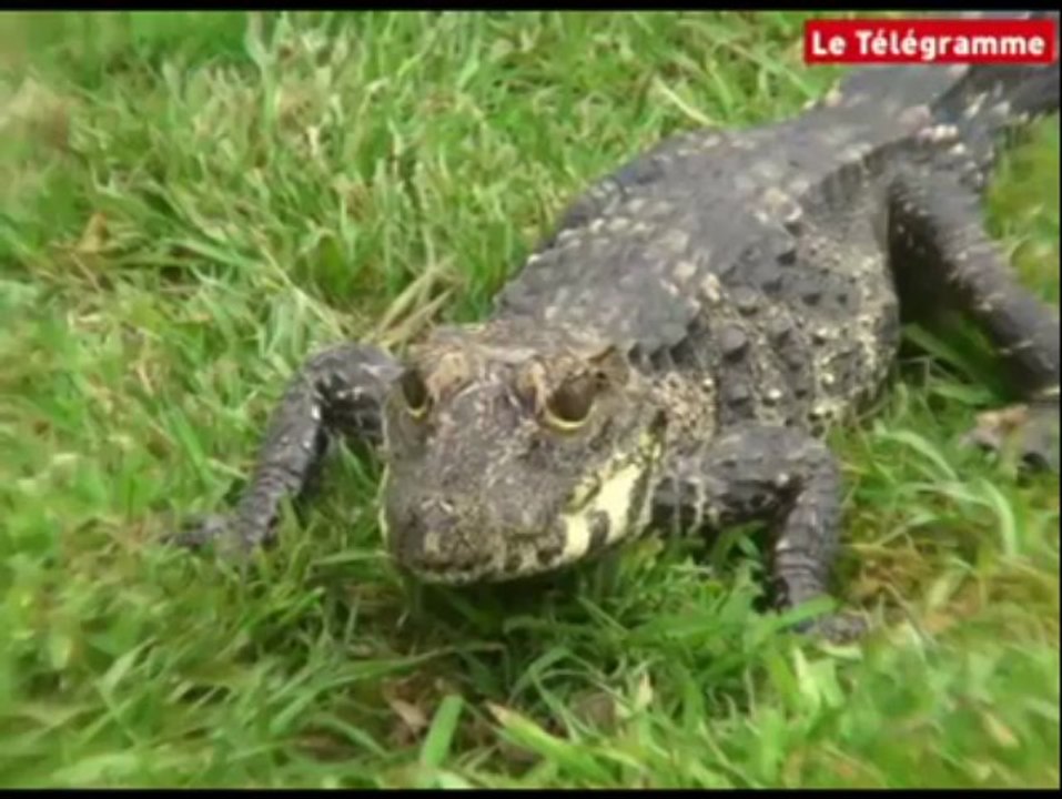 Plouagat (22). Le Terrarium de Kerdanet rouvre ses portes au public