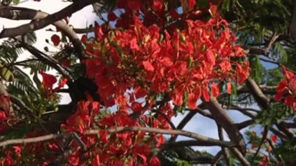 Saint Barth, paradis de la transat AG2R