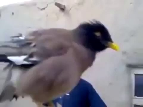 Ağlayan Bebek Sesi Çıkaran Kuş