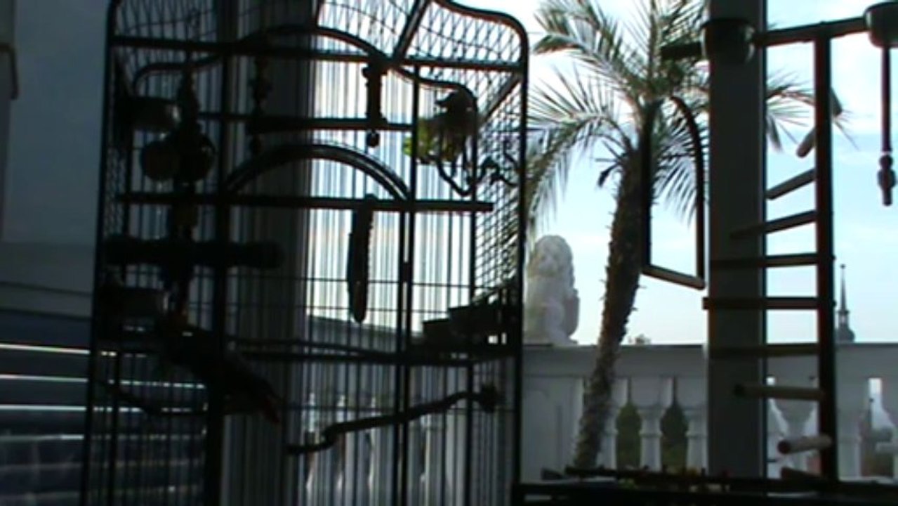 sprechender Papagei Kongo Graupapagei Rudi Hammelburg 20.10.2013