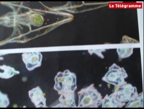 Arzon (56). Les pêcheurs au chevet des oursins