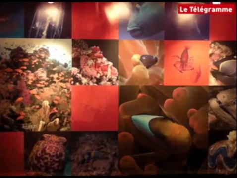 Brest (29). Océanopolis : les pingouins ne sont pas manchots