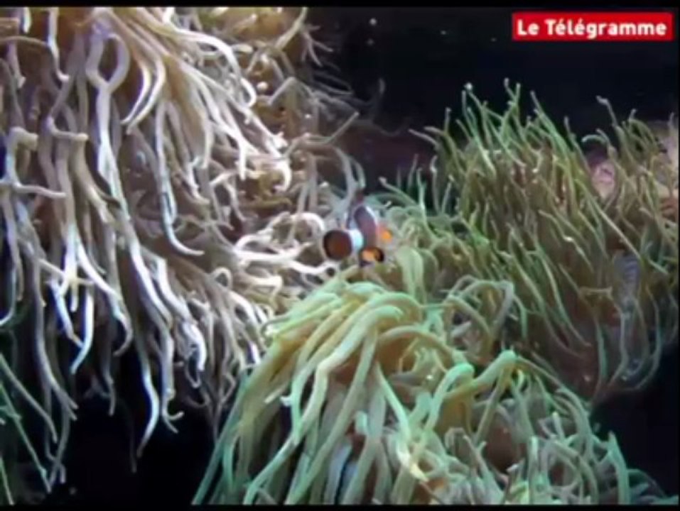 Brest (29). Océanopolis : 20 ans et bientôt des loutres