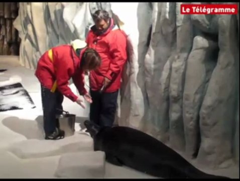 Brest (29). Océanopolis : deux minutes avec des phoques