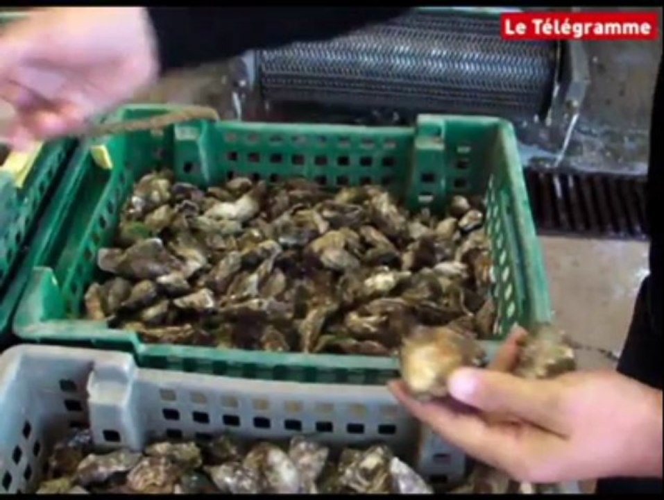 Riec-sur-Belon (29). Huîtres : vers une troisième année de forte mortalité