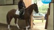 Dressage : le cheval sur la main