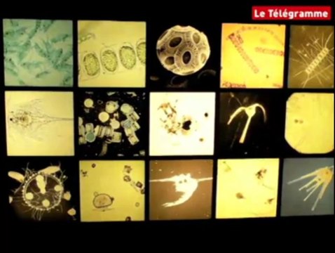 Concarneau (29). Tout savoir sur les homards au Marinarium